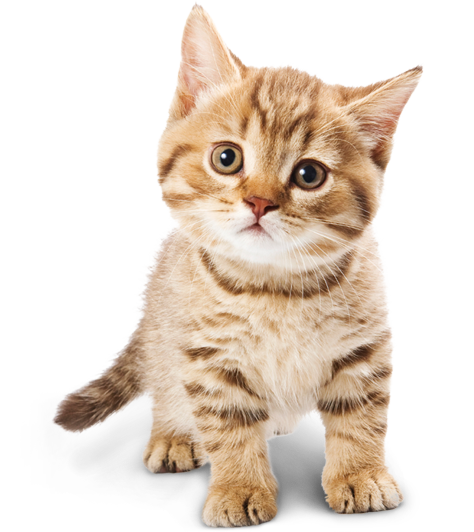 baby-cat-png-12