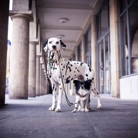 Walking Exercise Two pets ones a day