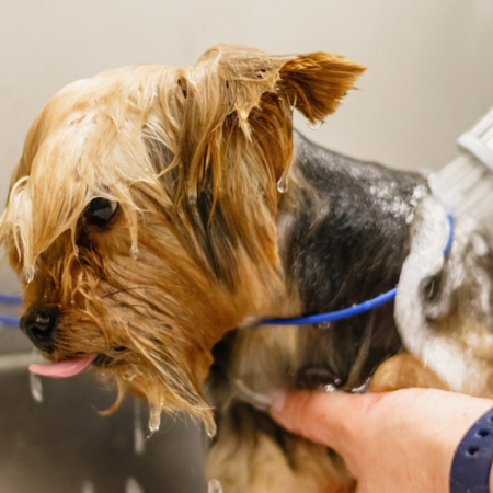 Bath and Brush (With Tick Treatment) <br>1100/-