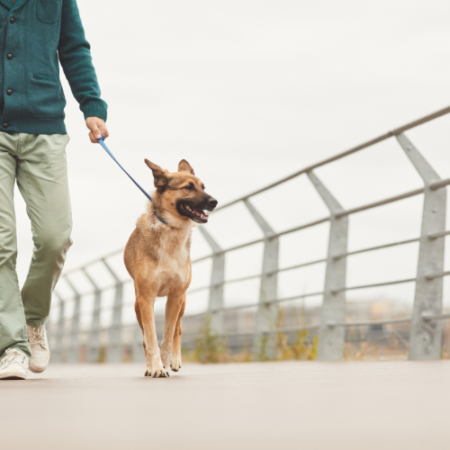 Doge walking (ones a day)