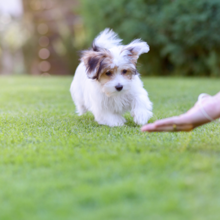 Puppy Training
