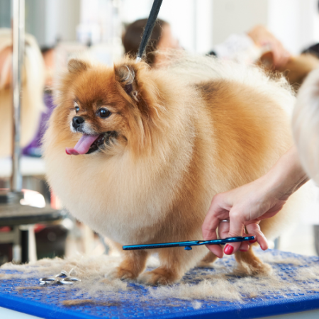 Dogs Massage Bath Full Haircut and Styling <br>1949/-