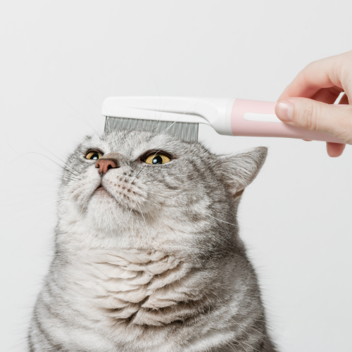 Cat Grooming