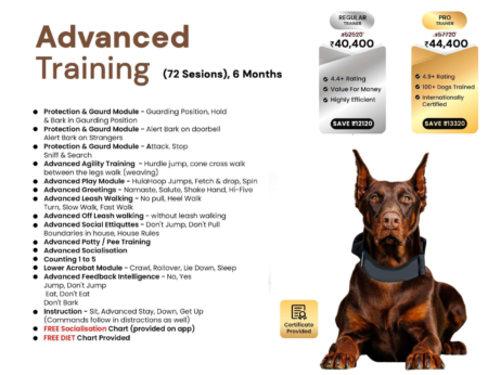 72 Session Dog Training