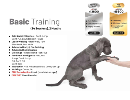 24 Session Dog Training