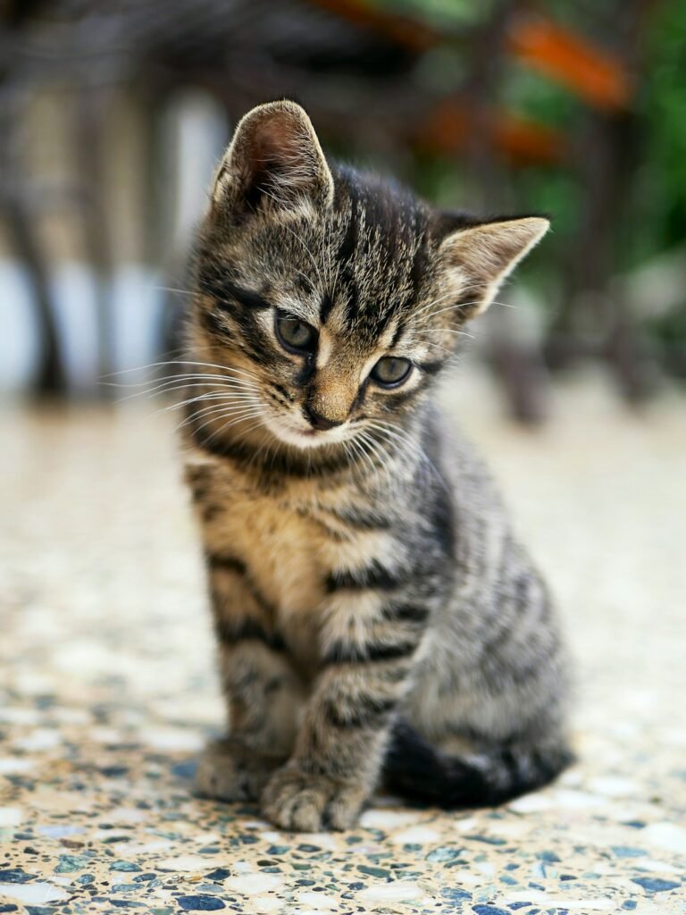 Kitty De-shedding Care