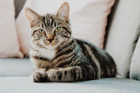 Kitty Spa & Tick Treatment