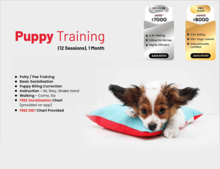 Puppy Training