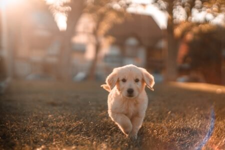 Puppy Vaccination