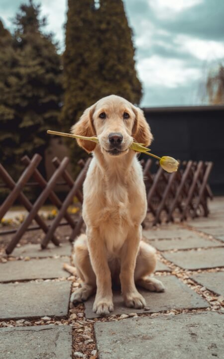 Tick & Flea Treatment